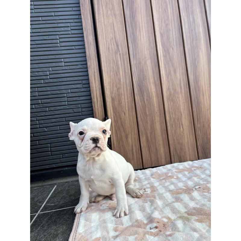 販売中の京都府のフレンチブルドッグ-422757の10枚目