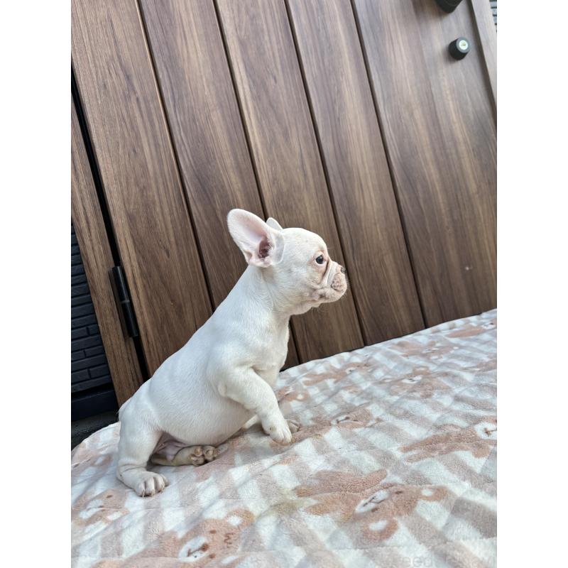 販売中の京都府のフレンチブルドッグ-422757の9枚目