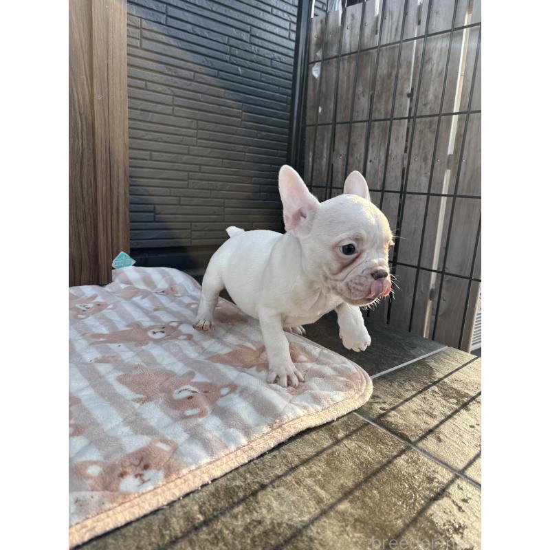 販売中の京都府のフレンチブルドッグ-422757の8枚目