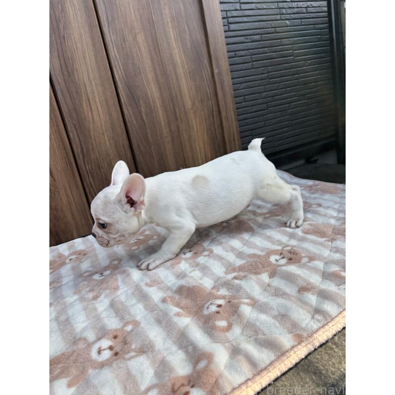 販売中の京都府のフレンチブルドッグ-422757の7枚目