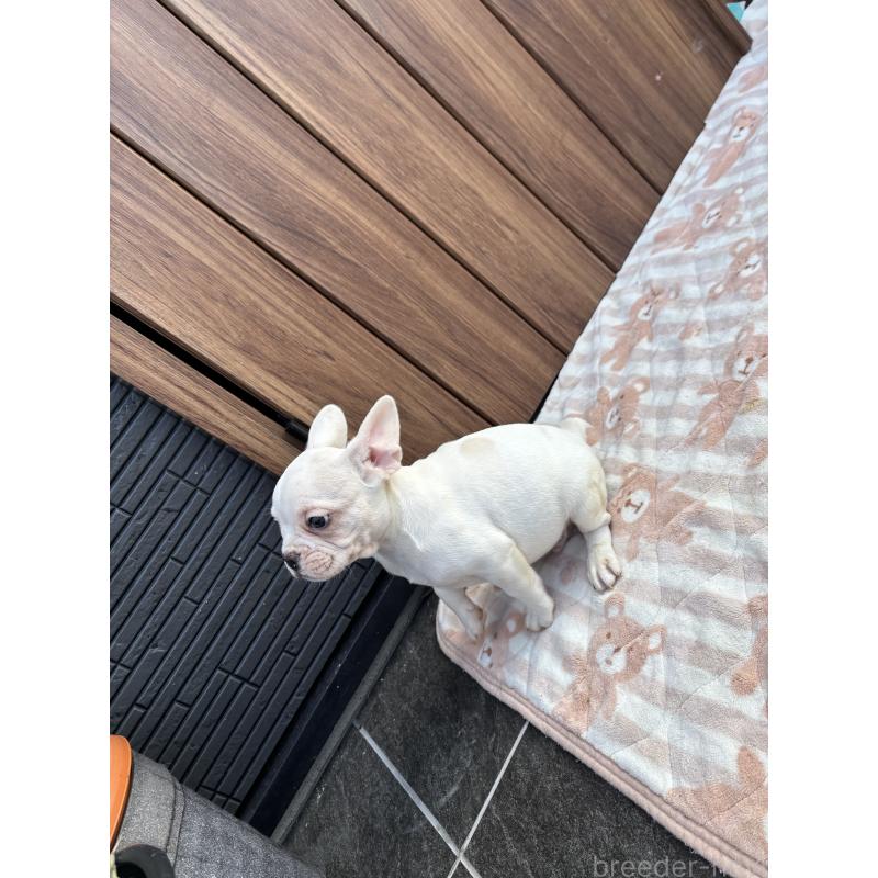 販売中の京都府のフレンチブルドッグ-422757の5枚目