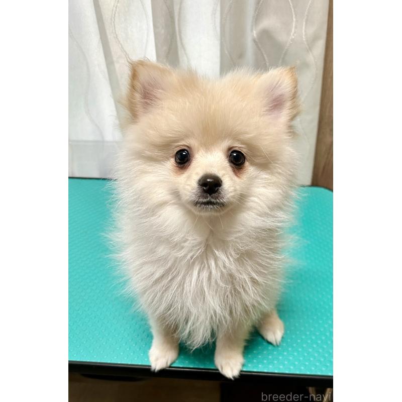 販売中の群馬県のポメラニアン-420949の6枚目