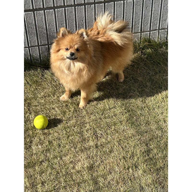 販売中の群馬県のポメラニアン-402755の3枚目