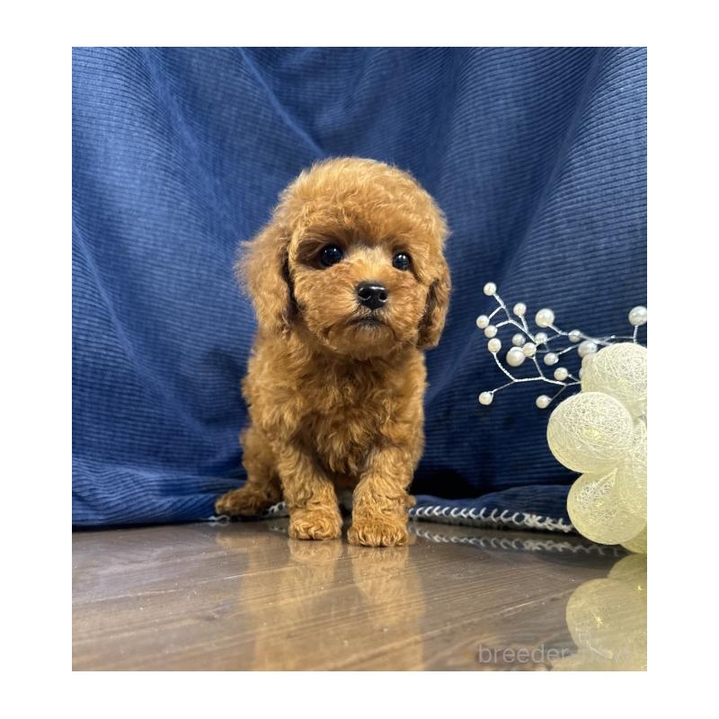 販売中の茨城県のトイプードル-432120の5枚目