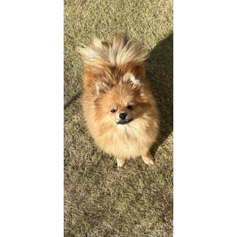 販売中の群馬県のポメラニアン-402755の2枚目