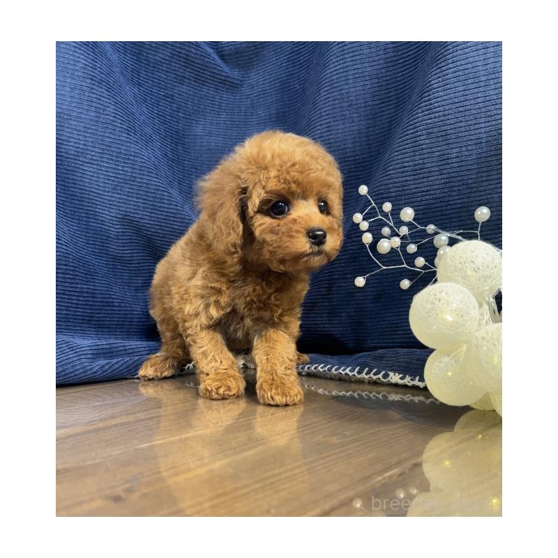 販売中の茨城県のトイプードル-432120の4枚目