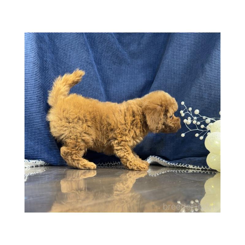 販売中の茨城県のトイプードル-432120の3枚目