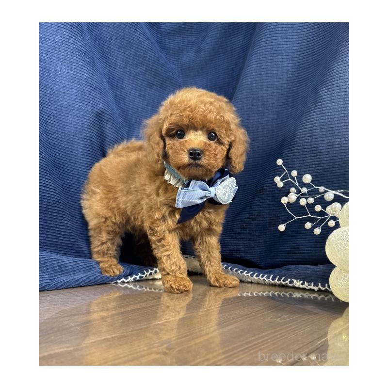 販売中の茨城県のトイプードル-432120の2枚目