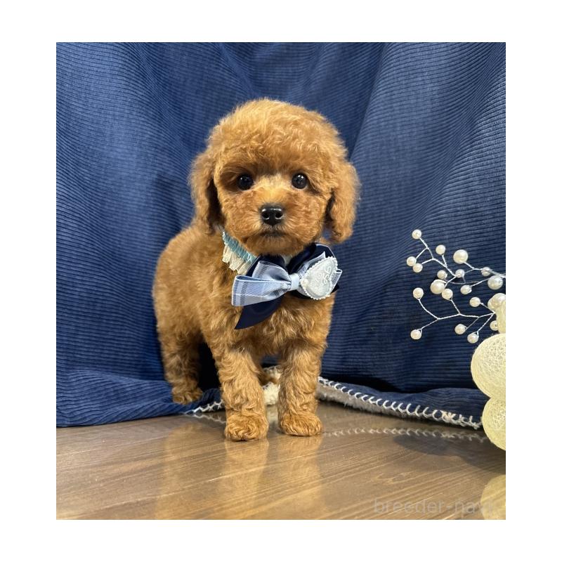 販売中の茨城県のトイプードル-432120