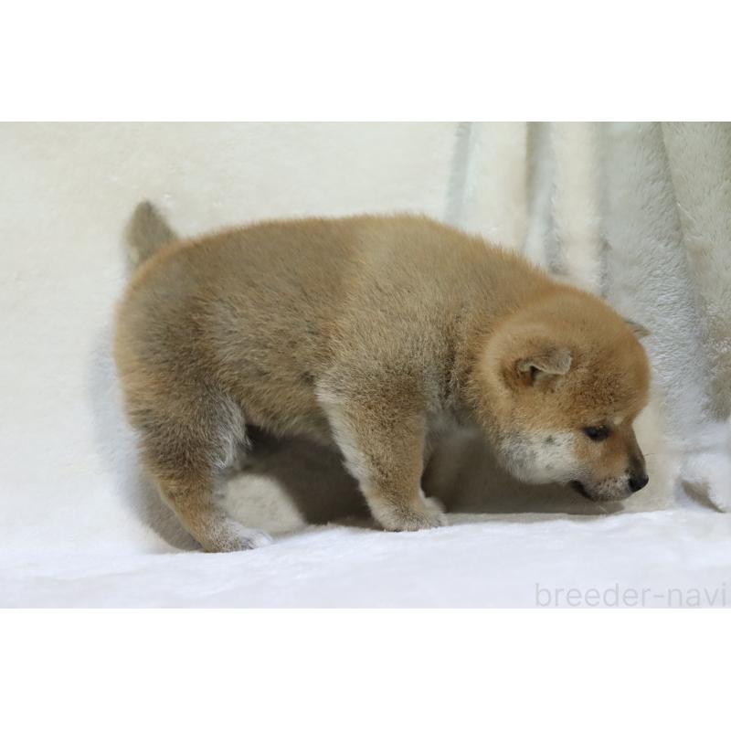 販売中の滋賀県の柴犬-432121の3枚目