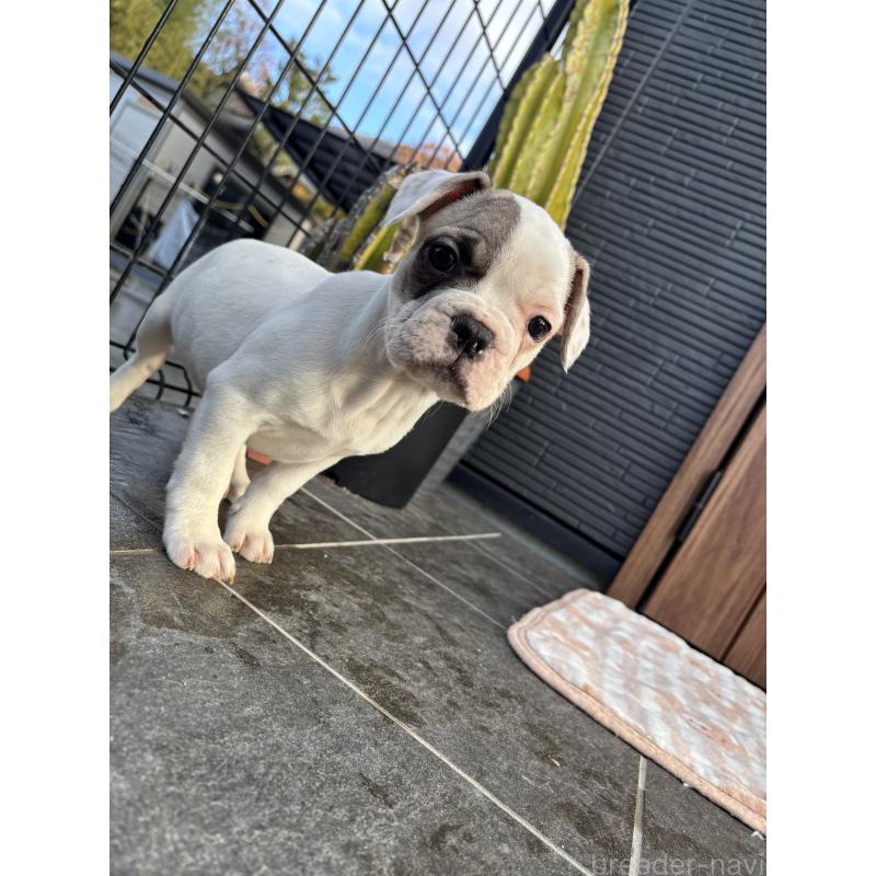 販売中の京都府のフレンチブルドッグ-422753の10枚目