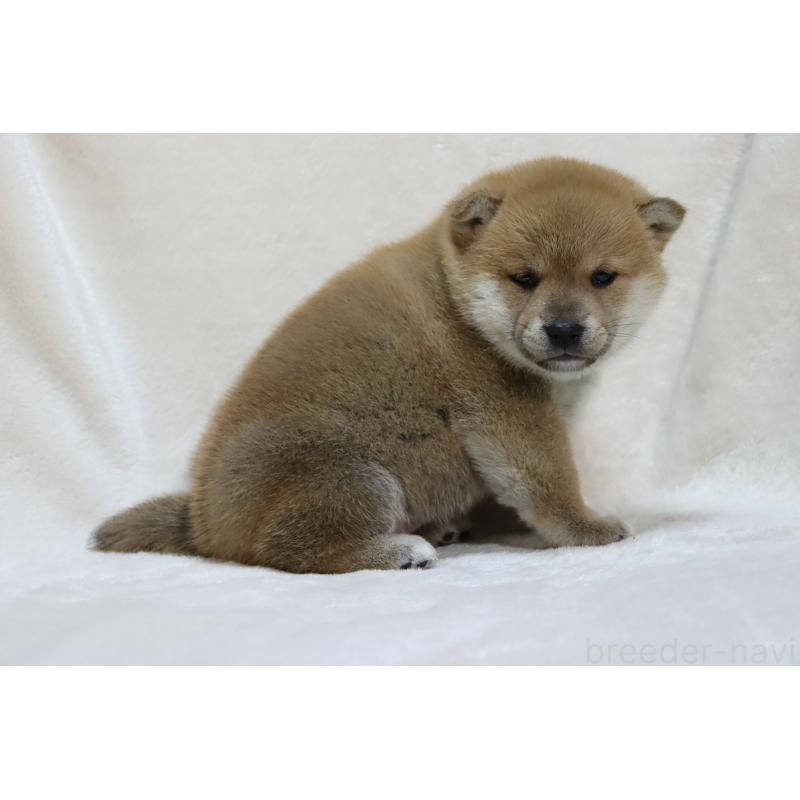 販売中の滋賀県の柴犬-432121の2枚目