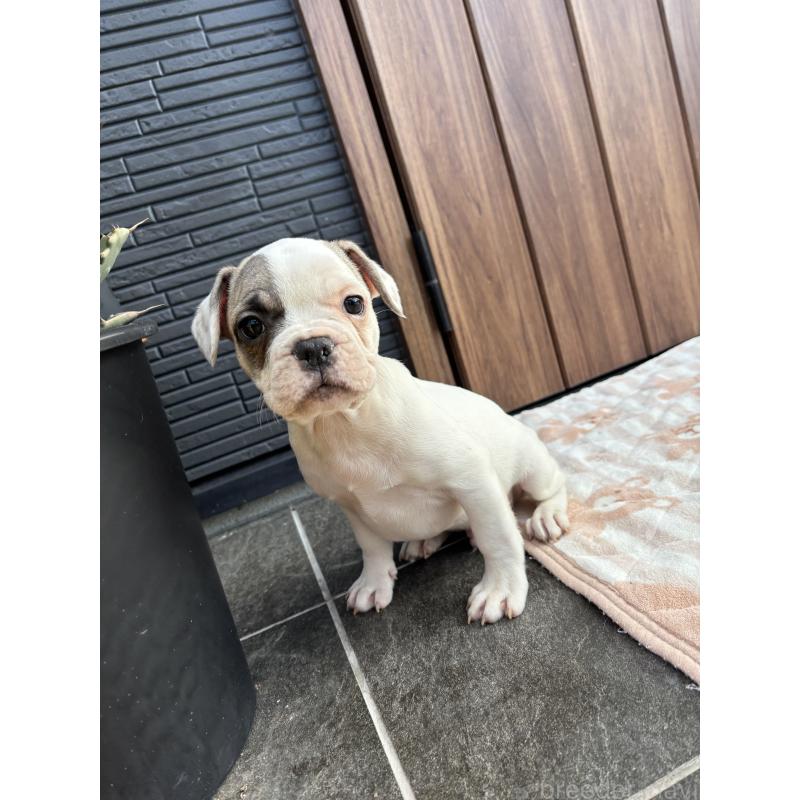 販売中の京都府のフレンチブルドッグ-422753の9枚目