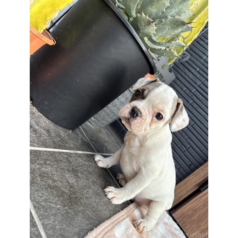 販売中の京都府のフレンチブルドッグ-422753の8枚目