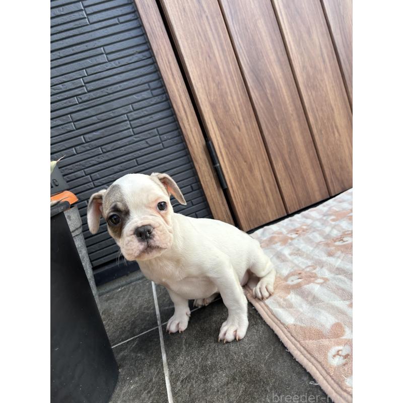 販売中の京都府のフレンチブルドッグ-422753の6枚目
