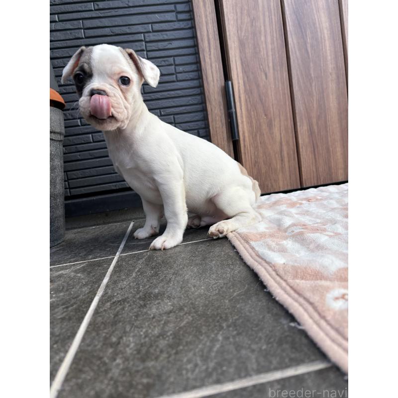 販売中の京都府のフレンチブルドッグ-422753の5枚目