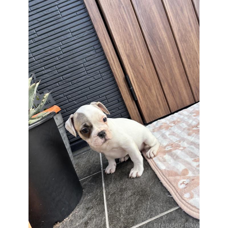 販売中の京都府のフレンチブルドッグ-422753の4枚目