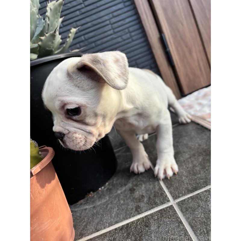 販売中の京都府のフレンチブルドッグ-422753の3枚目