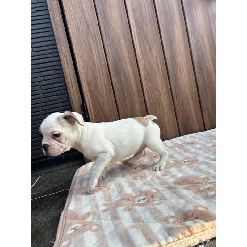 販売中の京都府のフレンチブルドッグ-422753の2枚目