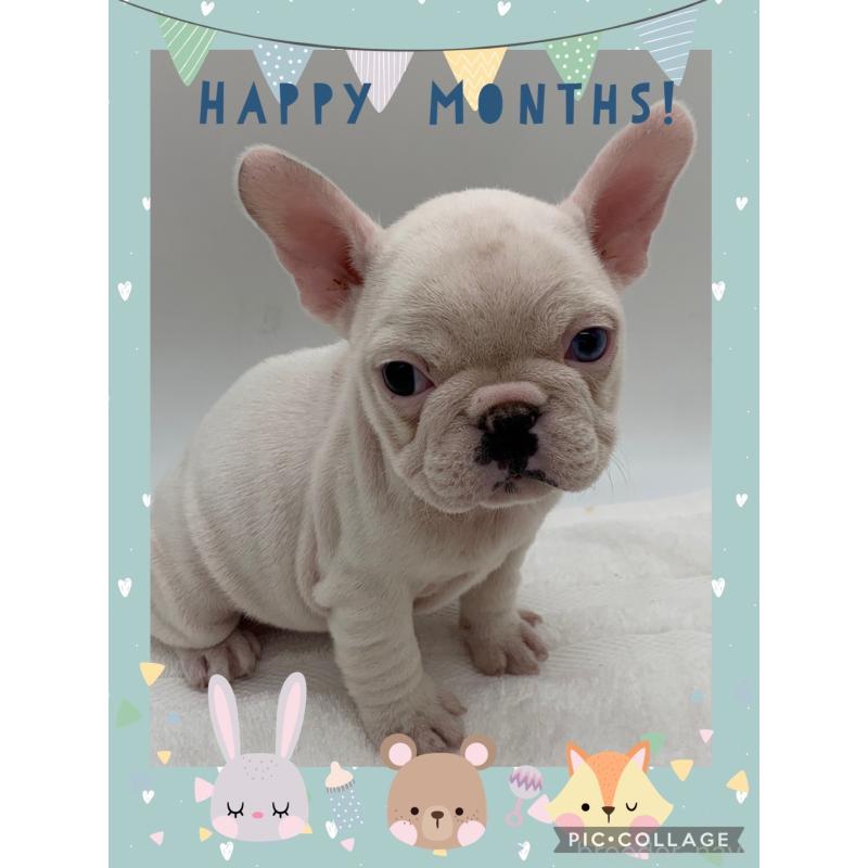 販売中の静岡県のフレンチブルドッグ-432122の1枚目