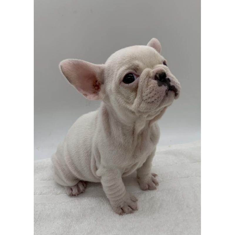 販売中の静岡県のフレンチブルドッグ-432122の5枚目