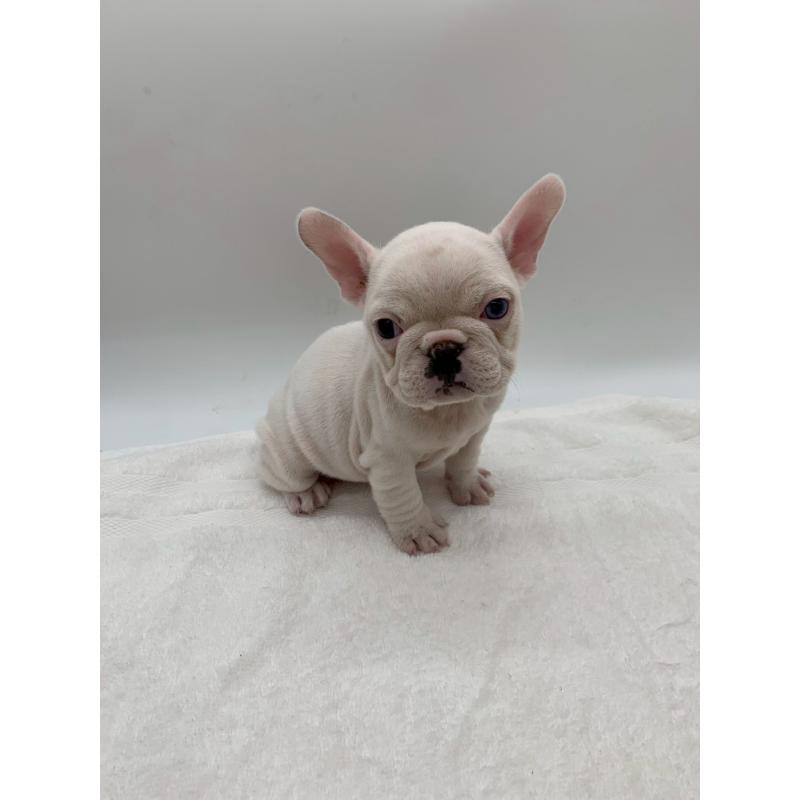 販売中の静岡県のフレンチブルドッグ-432122の4枚目