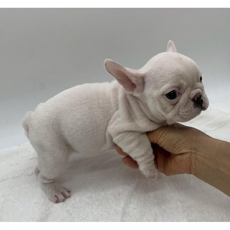 販売中の静岡県のフレンチブルドッグ-432122の3枚目