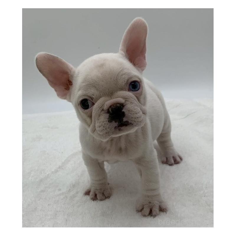 販売中の静岡県のフレンチブルドッグ-432122の2枚目