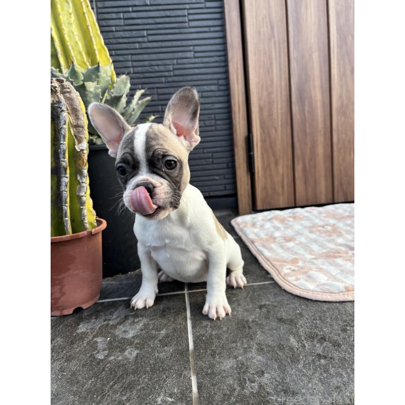 販売中の京都府のフレンチブルドッグ-422751の1枚目