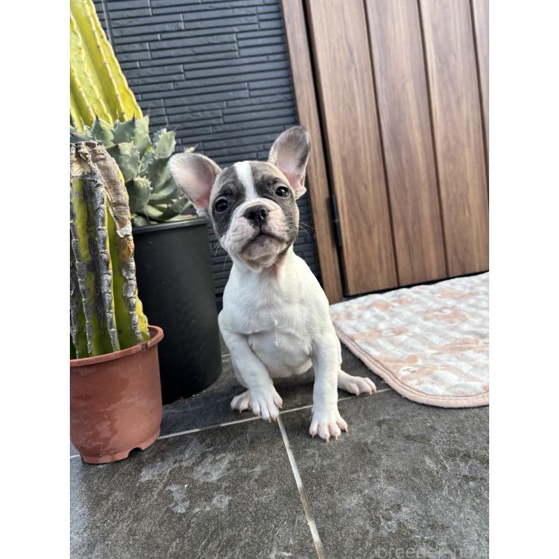 販売中の京都府のフレンチブルドッグ-422751の10枚目