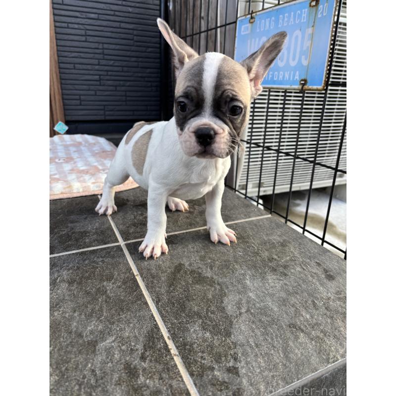 販売中の京都府のフレンチブルドッグ-422751の9枚目