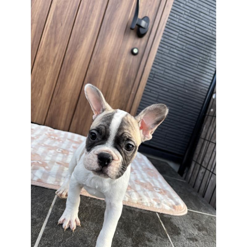販売中の京都府のフレンチブルドッグ-422751の8枚目