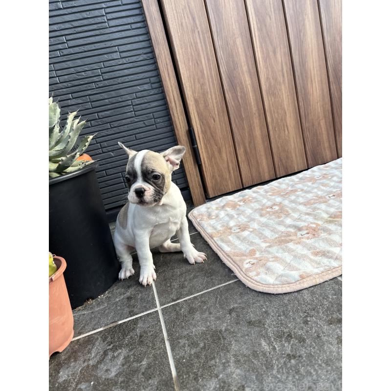 販売中の京都府のフレンチブルドッグ-422751の7枚目