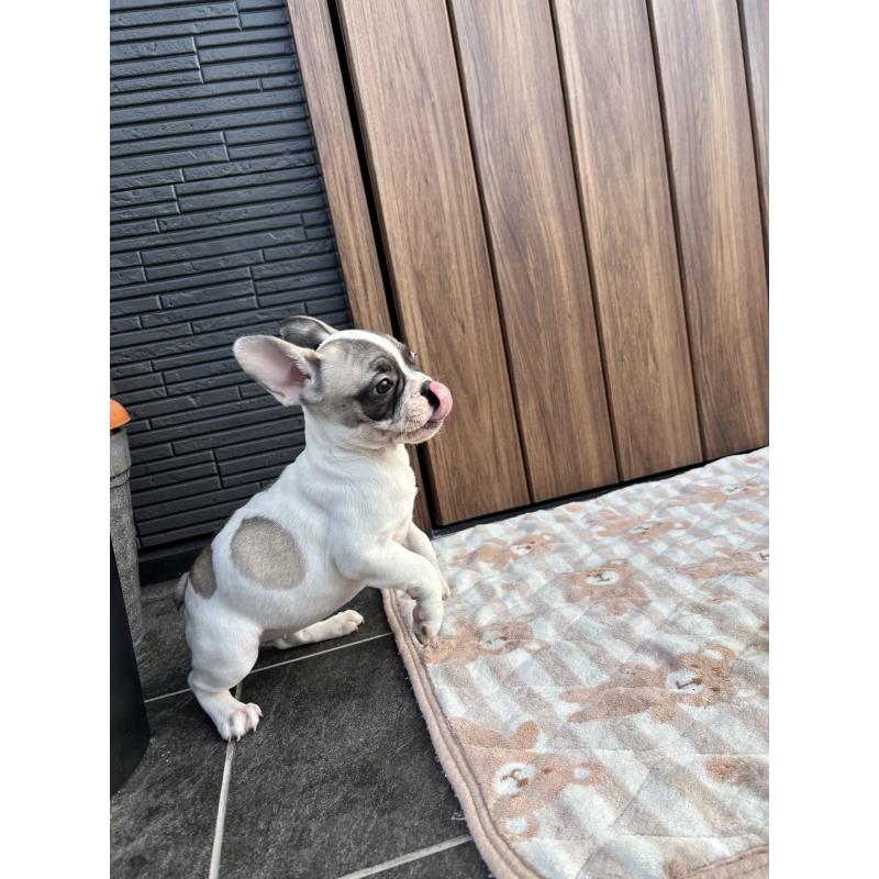 販売中の京都府のフレンチブルドッグ-422751の6枚目