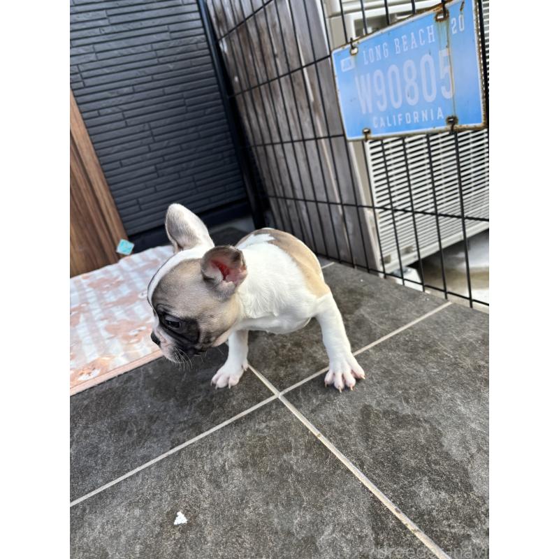 販売中の京都府のフレンチブルドッグ-422751の5枚目