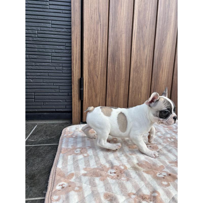 販売中の京都府のフレンチブルドッグ-422751の4枚目
