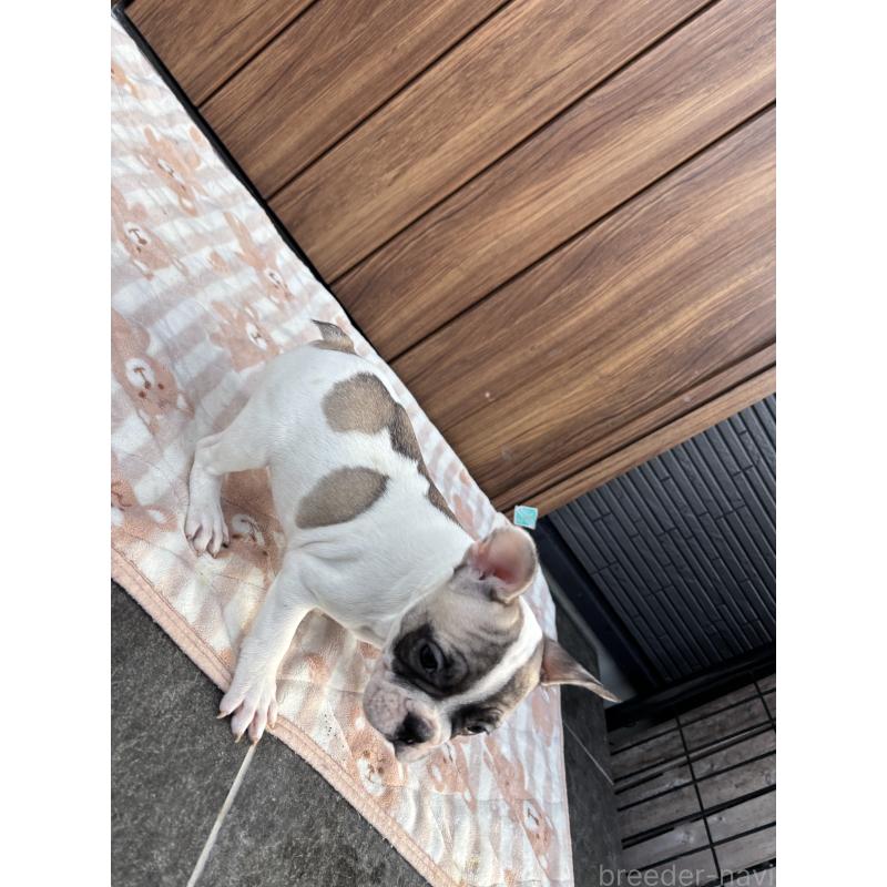 販売中の京都府のフレンチブルドッグ-422751の3枚目