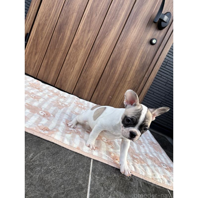 販売中の京都府のフレンチブルドッグ-422751の2枚目