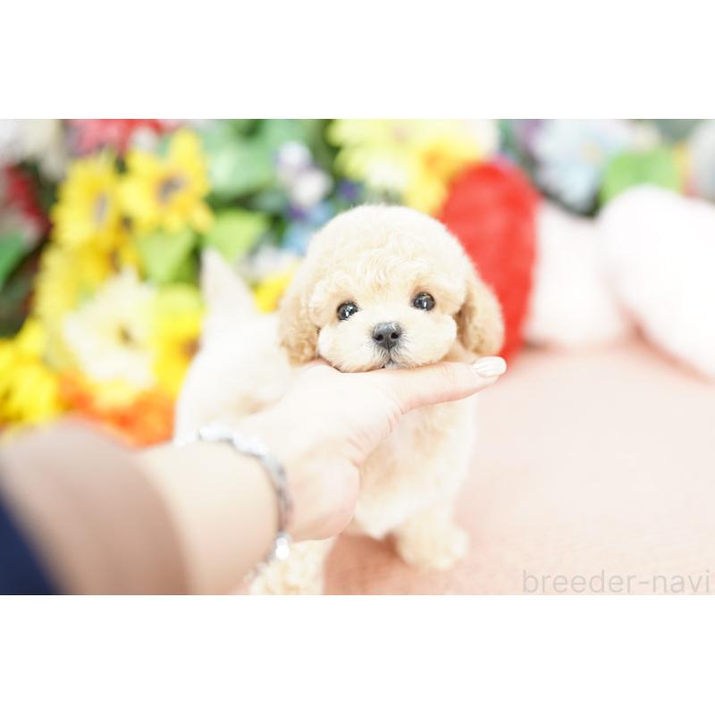 販売中の埼玉県のビションプー:ビションフリーゼ×トイプードル-432124の5枚目