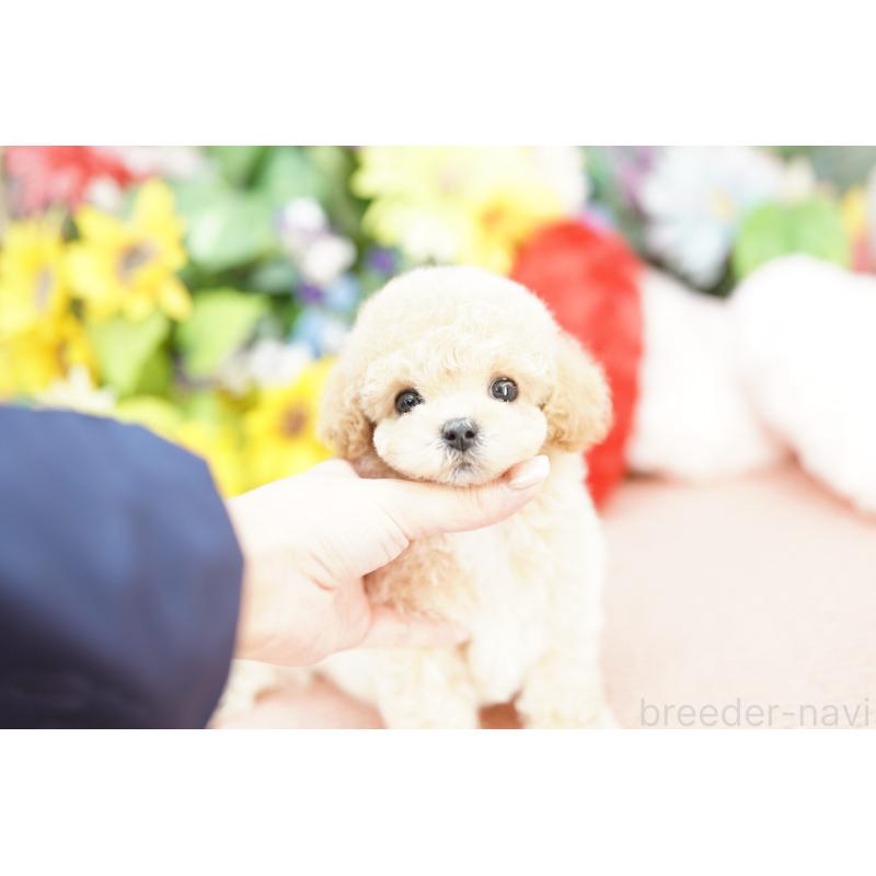 販売中の埼玉県のビションプー:ビションフリーゼ×トイプードル-432124の4枚目