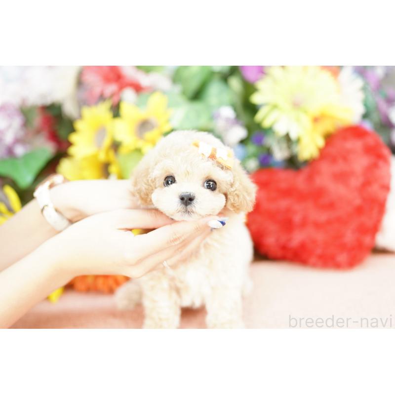 販売中の埼玉県のビションプー:ビションフリーゼ×トイプードル-432124の3枚目