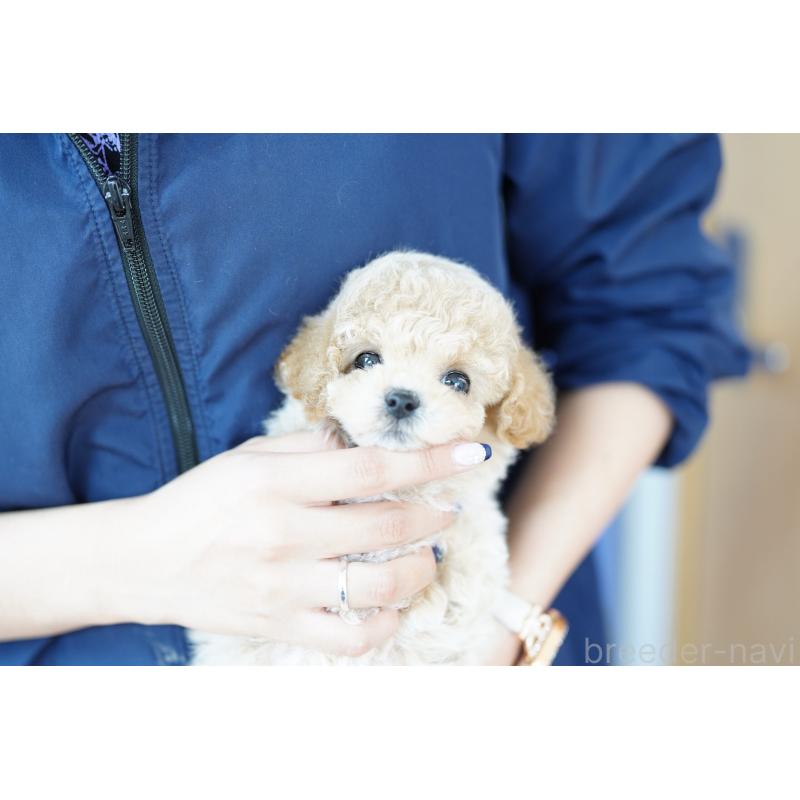 販売中の埼玉県のビションプー:ビションフリーゼ×トイプードル-432124の2枚目