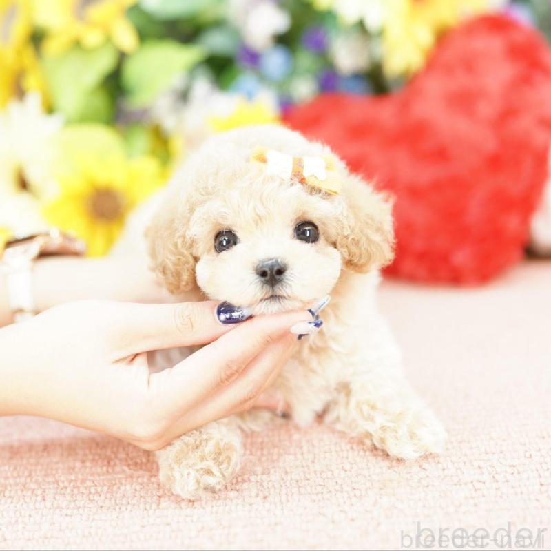 販売中の埼玉県のビションプー:ビションフリーゼ×トイプードル-432124