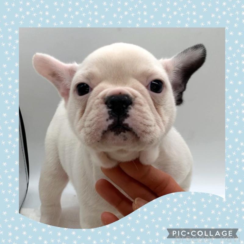 販売中の静岡県のフレンチブルドッグ-432125の1枚目