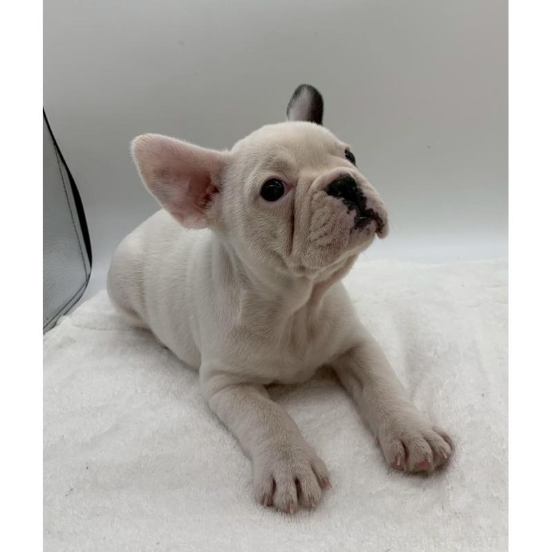販売中の静岡県のフレンチブルドッグ-432125の4枚目