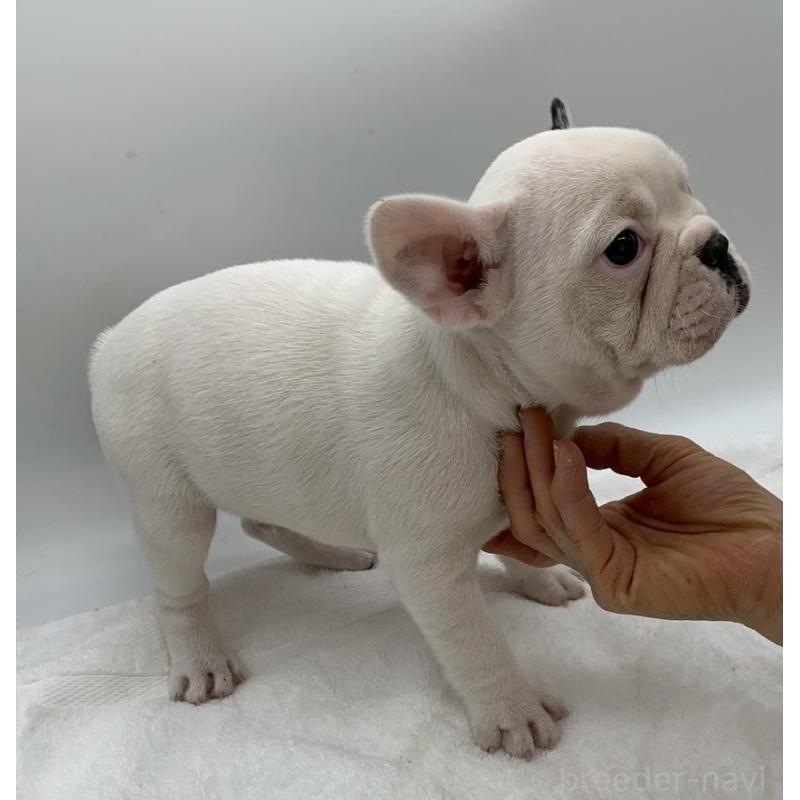 販売中の静岡県のフレンチブルドッグ-432125の3枚目