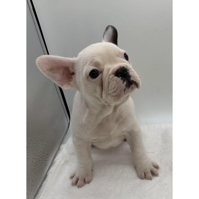 販売中の静岡県のフレンチブルドッグ-432125の2枚目