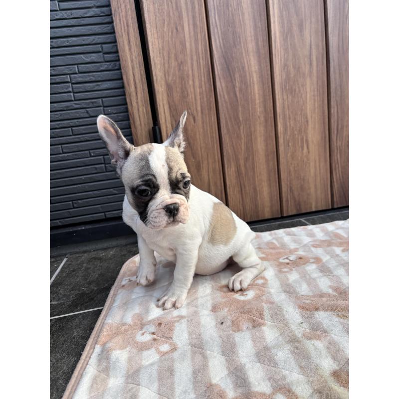 販売中の京都府のフレンチブルドッグ-422750の10枚目