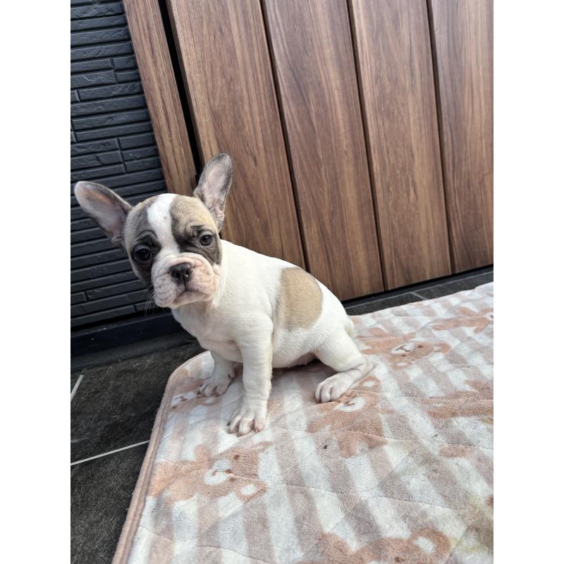販売中の京都府のフレンチブルドッグ-422750の9枚目