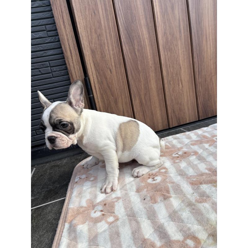 販売中の京都府のフレンチブルドッグ-422750の8枚目